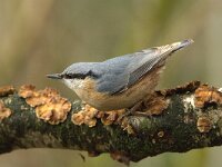 Sitta europaea 48, Boomklever, Saxifraga-Theo Verstrael