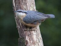 Sitta europaea 49, Boomklever, Saxifraga-Mark Zekhuis