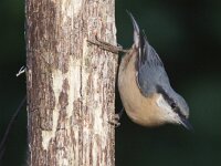Sitta europaea 50, Boomklever, Saxifraga-Mark Zekhuis