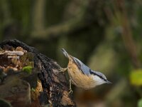Sitta europaea 6, Boomklever, Saxifraga-Martin Mollet