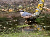 Sitta europaea 7, Boomklever, Saxifraga-Jan Nijendijk