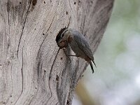 Sitta krueperi 3, Turkse boomklever, Saxifraga-Luc Hoogenstein