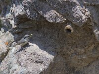 Sitta neumayer 14, Rotsklever, Saxifraga-Mark Zekhuis