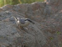 Sitta neumayer 4, Rotsklever, Saxifraga-Piet Munsterman