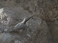 Sitta neumayer 6, Rotsklever, Saxifraga-Piet Munsterman