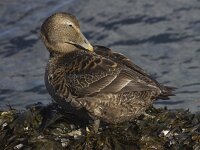 Somateria mollissima 15, Eidereend, Saxifraga-Mark Zekhuis