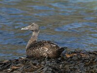 Somateria mollissima 21, female, Eidereend, Saxifraga-Jan van der Straaten
