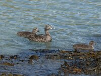 Somateria mollissima 24, female, Eidereend, Saxifraga-Jan van der Straaten