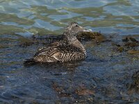 Somateria mollissima 28, female, Eidereend, Saxifraga-Jan van der Straaten