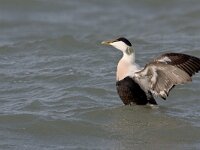 Eider, Somateria mollissima  Eider, Somateria mollissima : Brouwersdam, Somateria mollissima, Zeeland, adult, bird, drake, duck, eend, eider, golven, januari, january, male, man, sea, sea bird, swimming, vogel, volwassen, waves, zee, zeevogel, zwemmend