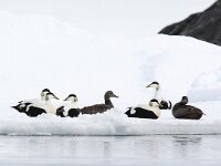 Somateria mollissima 37, Eidereend, Saxifraga-Bart Vastenhouw