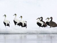 Somateria mollissima 38, Eidereend, Saxifraga-Bart Vastenhouw