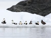 Somateria mollissima 39, Eidereend, Saxifraga-Bart Vastenhouw