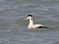 Eider, Somateria mollissima  Eider, Somateria mollissima : Brouwersdam, Somateria mollissima, Zeeland, adult, bird, drake, duck, eend, eider, golven, januari, january, male, man, sea, sea bird, swimming, vogel, volwassen, waves, zee, zeevogel, zwemmend