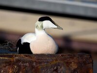 Somateria mollissima 47, Eidereend, Saxifraga-Bart Vastenhouw