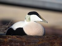 Somateria mollissima 48, Eidereend, Saxifraga-Bart Vastenhouw