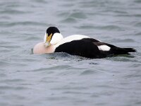 Somateria mollissima 56, Eidereend, Saxifraga-Bart Vastenhouw