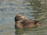 Somateria mollissima 6, Eidereend, female, Saxifraga-Luc Hoogenstein