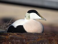 Somateria mollissima 62, Eidereend, Saxifraga-Bart Vastenhouw