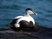 Somateria mollissima 65, Eidereend, Saxifraga-Bart Vastenhouw