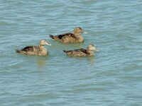 Somateria mollissima 7, Eidereend, females, Saxifraga-Jan van der Straaten