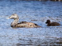 Somateria mollissima 72, Eidereend, Saxifraga-Bart Vastenhouw