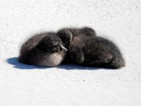 Somateria mollissima 80, Eidereend, Saxifraga-Bart Vastenhouw