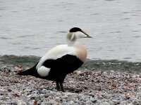 Somateria mollissima 81, Eidereend, Saxifraga-Ed Stikvoort : Lovran - Opatija a900