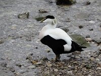 Somateria mollissima 82, Eidereend, Saxifraga-Ed Stikvoort : Lovran - Opatija a900