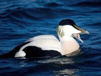 Somateria mollissima 9, Eidereend, Saxifraga-Bart Vastenhouw