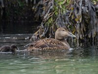 Somateria mollissima 92, Eidereend, adult, female with chickens, Saxifraga-Theo Verstrael
