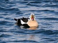 Somateria spectabilis 13, Koningseider, Saxifraga-Bart Vastenhouw