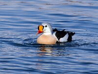 Somateria spectabilis 2, Koningseider, Saxifraga-Bart Vastenhouw