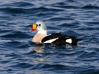 Somateria spectabilis 20, Koningseider, Saxifraga-Bart Vastenhouw