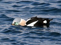Somateria spectabilis 21, Koningseider, Saxifraga-Bart Vastenhouw