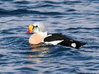 Somateria spectabilis 5, Koningseider, Saxifraga-Bart Vastenhouw