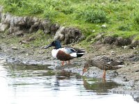 Spatula clypeata 109, Slobeend, adult, Saxifraga-Theo Verstrael
