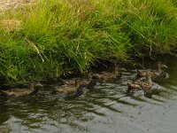 Spatula clypeata 16, Slobeend, Saxifraga-Piet Munsterman