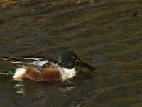 Spatula clypeata 31, Slobeend, Saxifraga-Jan Nijendijk
