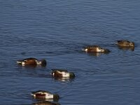 Spatula clypeata 34, Slobeend, Saxifraga-Jan Nijendijk