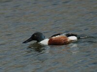 Spatula clypeata 4, male, Slobeend, Saxifraga-Jan van der Straaten
