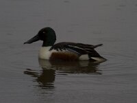 Spatula clypeata 41, Slobeend, Saxifraga-Jan Nijendijk