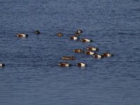 Spatula clypeata 42, Slobeend, Saxifraga-Jan Nijendijk
