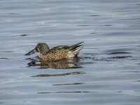 Spatula clypeata 76, Slobeend, adult male, eclipse plumage, Saxifraga-Theo Verstrael