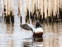 Spatula clypeata 82, Slobeend, adult male, Saxifraga-Theo Verstrael