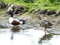 Spatula clypeata 83, Slobeend, adult pair, Saxifraga-Theo Verstrael