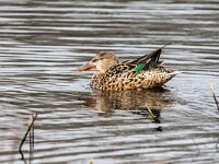 Spatula clypeata 87, Slobeend, adult female, Saxifraga-Theo Verstrael