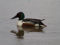 Spatula clypeata 89, Slobeend, Saxifraga-Jan Nijendijk