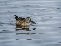 Spatula clypeata 96, Slobeend, adult, male in eclips plumage, Saxifraga-Theo Verstrael