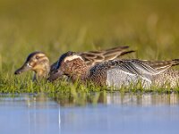 Pair of garganey dabbling duck  Pair of garganey (Anas querquedula) in early morning sun. This is a small dabbling duck. It breeds in much of Europe and western Asia. : Netherlands, anas, animal, asia, beak, bill, bird, black, british, brown, couple, courtship, duck, england, europe, fauna, feather, female, france, fresh, freshwater, garganey, germany, horizontal, lake, male, mating, nature, outdoors, pair, park, plumage, querquedula, reflection, russia, swimming, two, uk, water, waterbird, waterfowl, wetland, white, wild, wildfowl, wildlife